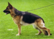 public/dog_images/741/1721732303.Rieke vom Holtkämper Hof.jpg